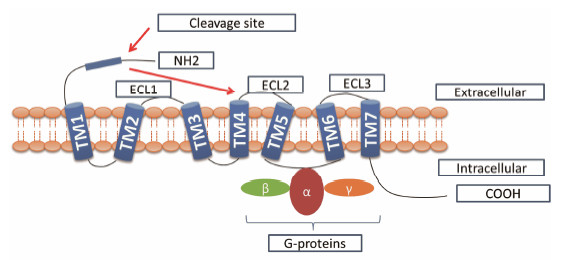 PAR2：皮肤炎症和瘙痒感知中的关键受体