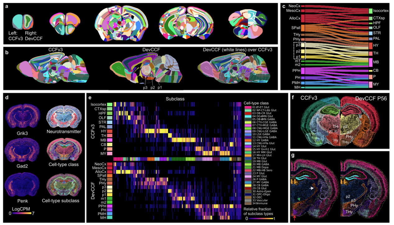 Nature communications | 神经科学革命性新工具——绘制不同发育阶段小鼠全脑三维脑图谱（DevCCF）