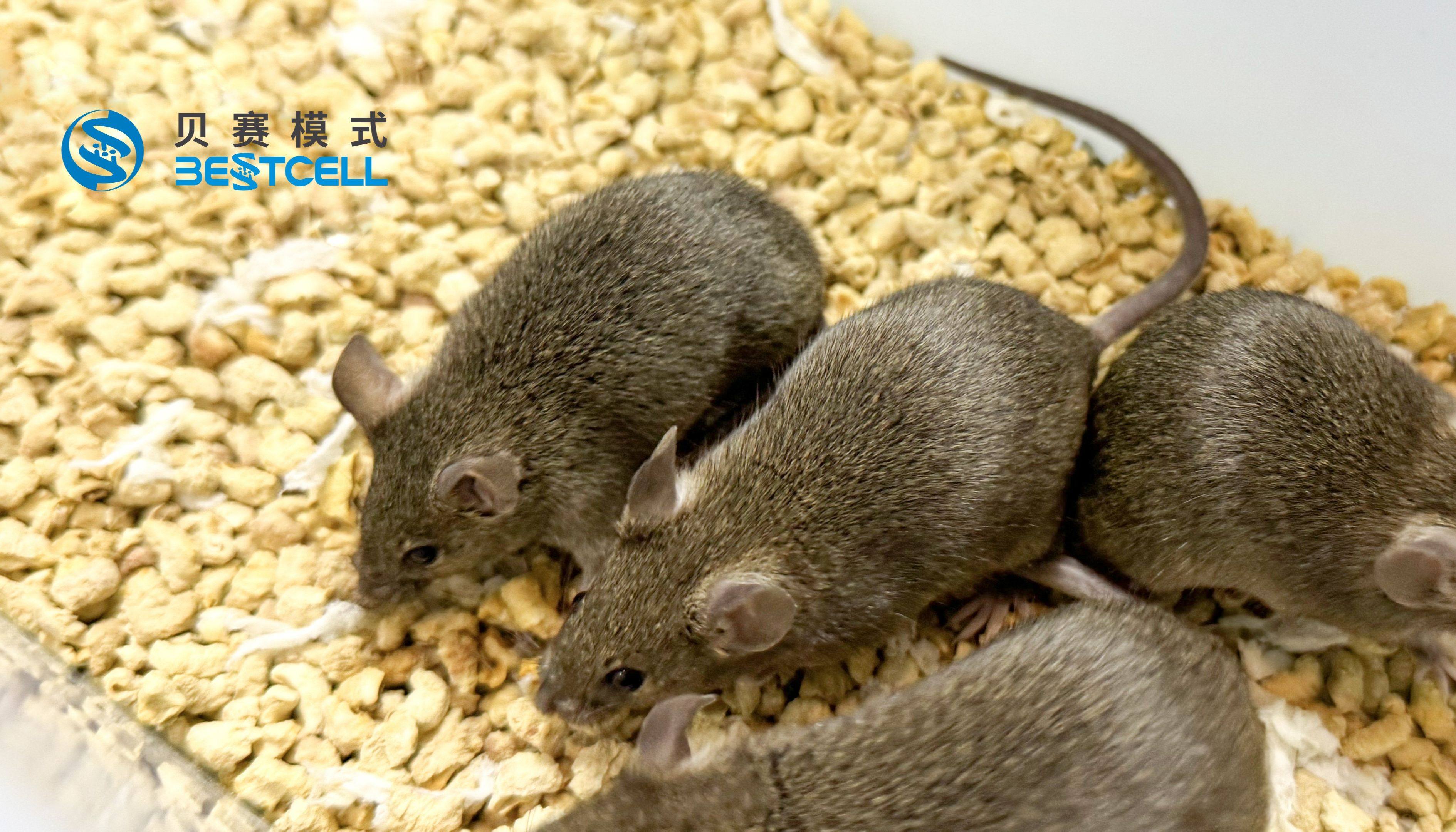 动物模型 | 小鼠非酒精性脂肪肝模型（NASH）