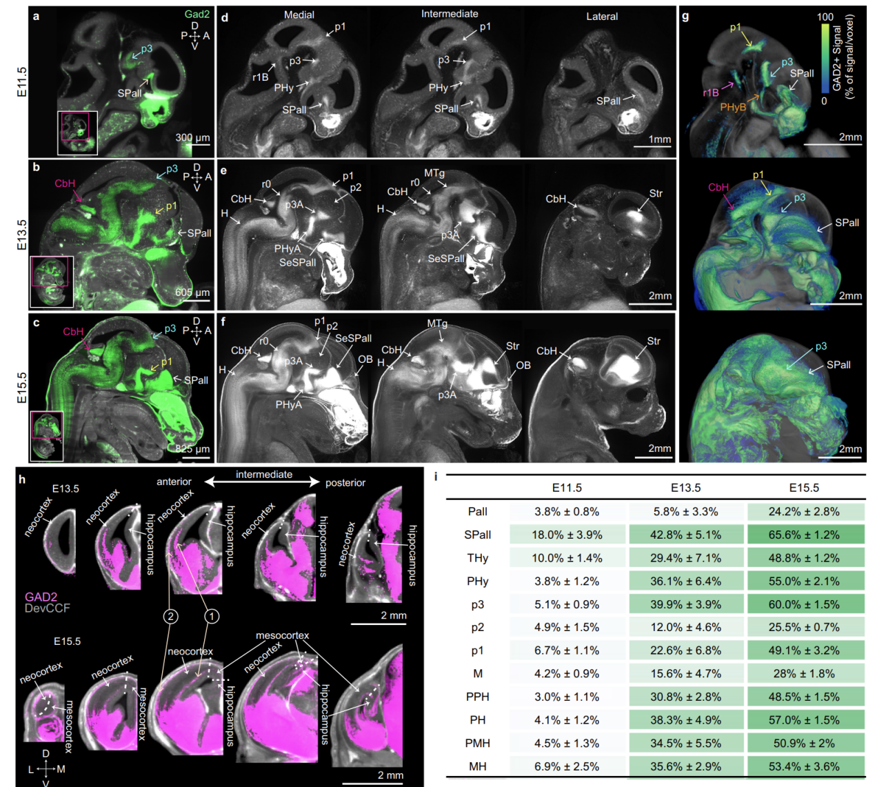 Nature communications | 神经科学革命性新工具——绘制不同发育阶段小鼠全脑三维脑图谱（DevCCF）