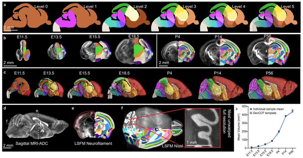 Nature communications | 神经科学革命性新工具——绘制不同发育阶段小鼠全脑三维脑图谱（DevCCF）