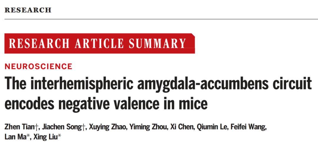 IF=44.7【客户文章】Science︱复旦大学马兰院士/刘星教授团队发现跨脑半球的BLA-NAc环路编码负性情绪