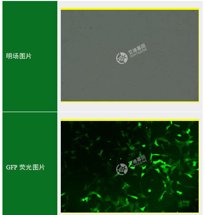 GFP-小鼠肾足细胞(MPC-5)