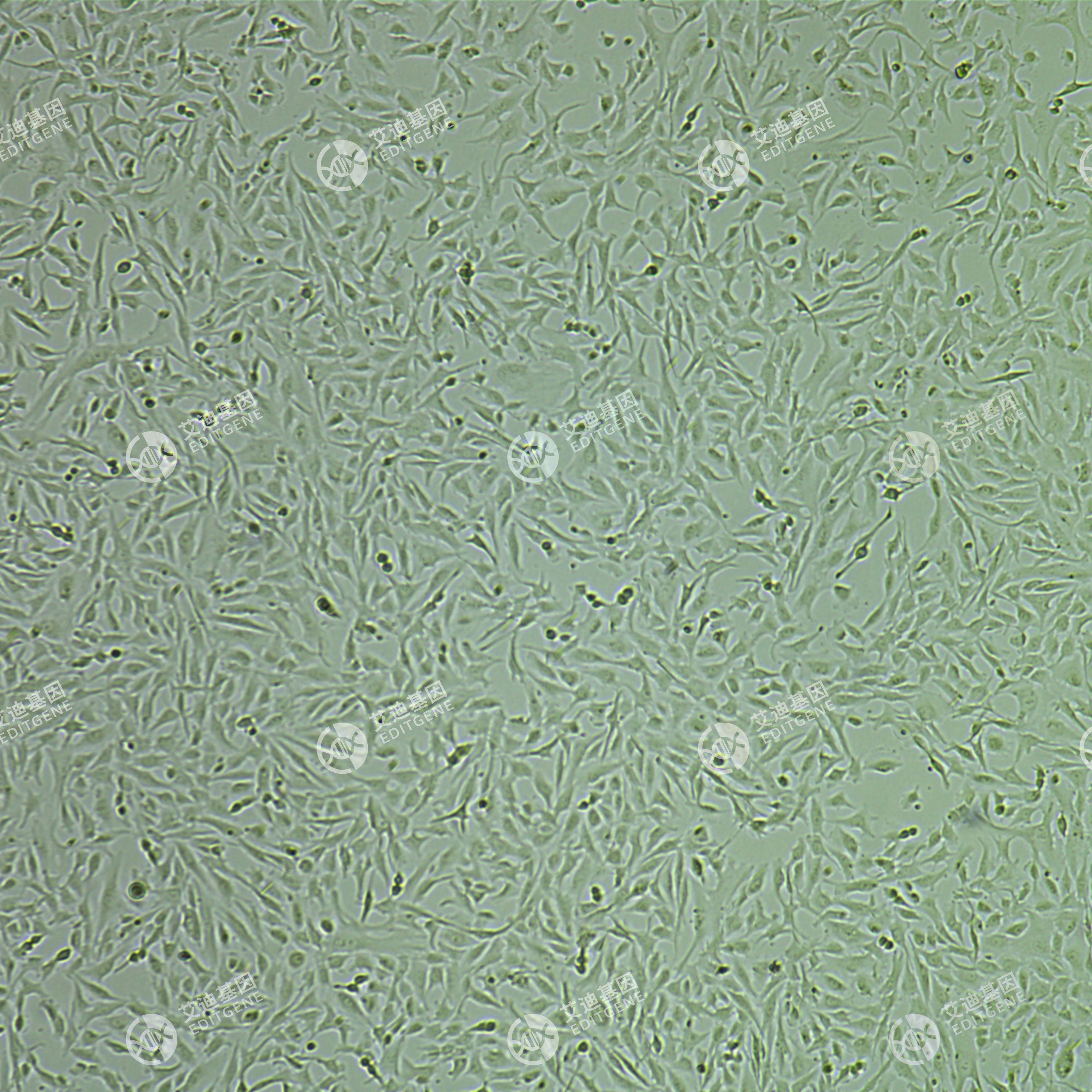 FLUC-人视网膜色素上皮细胞(RPE1 hTERT p53-/-)