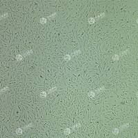 FLUC-人视网膜色素上皮细胞(RPE1 hTERT p53-/-)