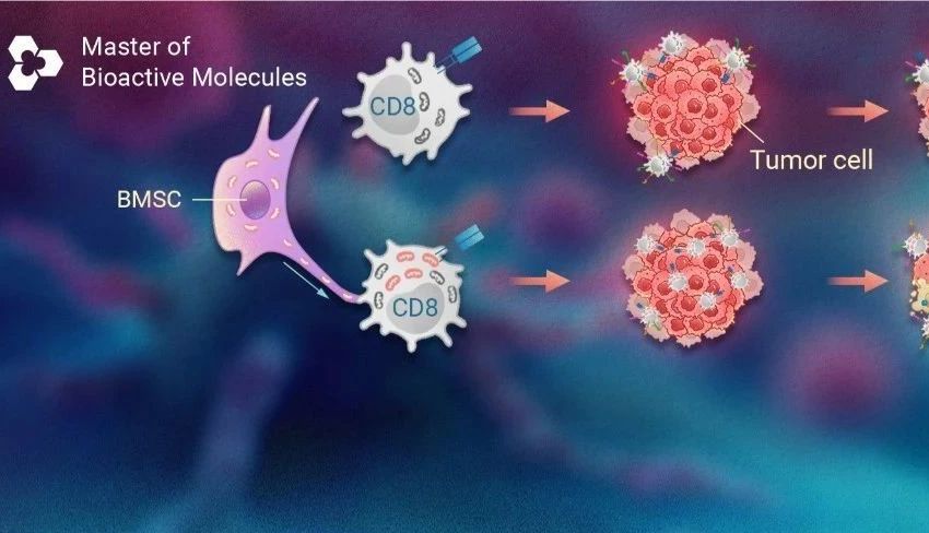 癌细胞竟 “偷走“ 免疫细胞线粒体？免疫细胞: 不慌, 能 “充电“！ |  MCE