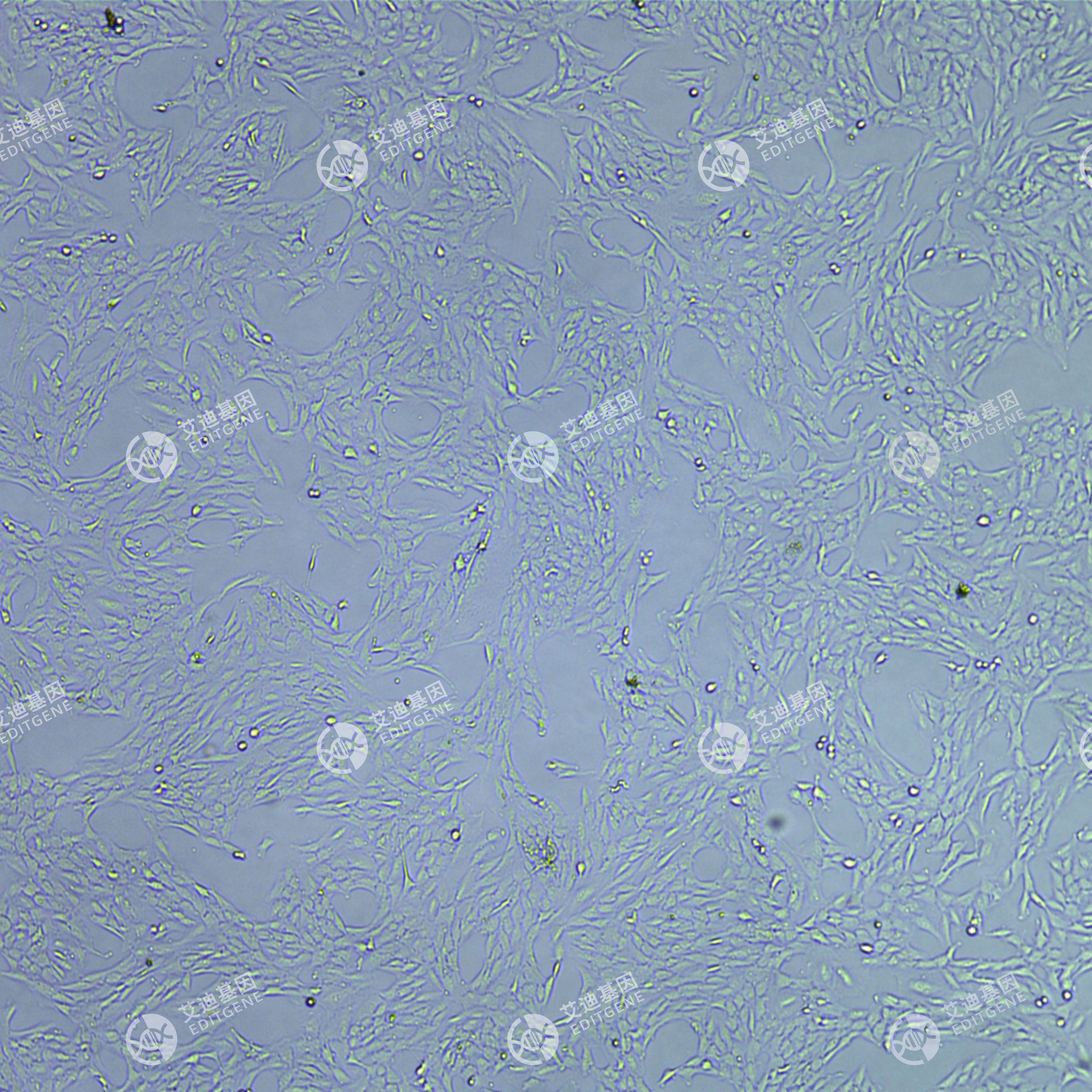 FLUC-人甲状腺状癌细胞(MDA-T41)