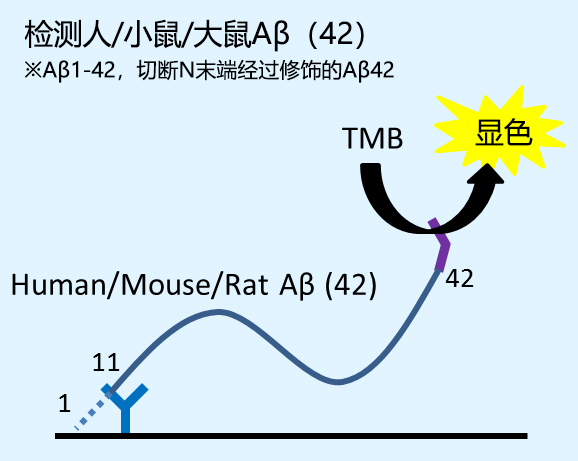 β-Amyloid ELISA试剂盒