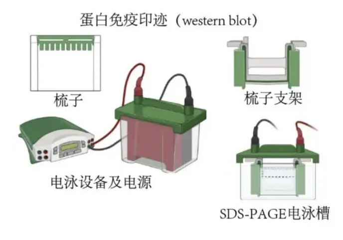 电泳DNA条带很奇怪？核酸凝胶电泳及印迹支持 - 29问排查
