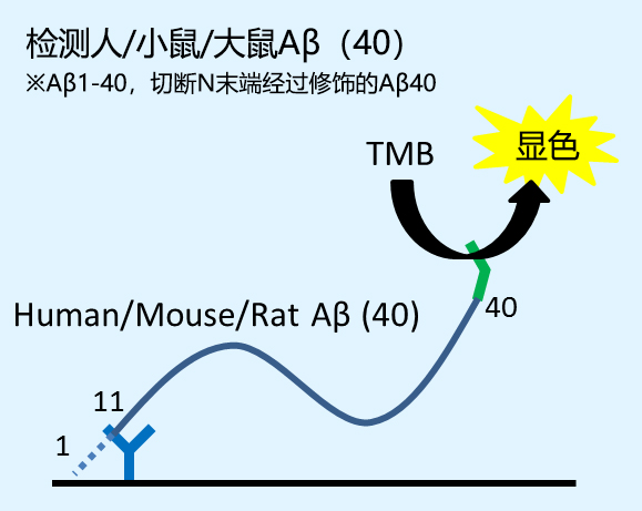 β-Amyloid ELISA试剂盒