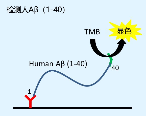 β-Amyloid ELISA试剂盒