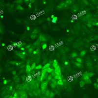 GFP-猪肾细胞(LLC-PK1)
