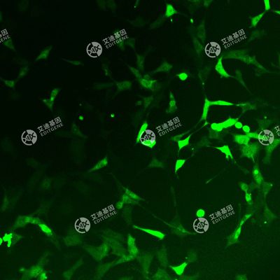 GFP-小鼠肾足细胞(MPC-5)