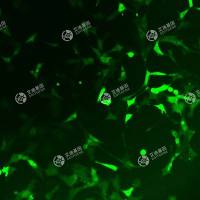 GFP-小鼠肾足细胞(MPC-5)