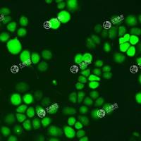 GFP-人肾上腺皮质小细胞癌细胞(SW-13)