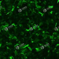 GFP-牛乳腺上皮细胞(Mac-T)