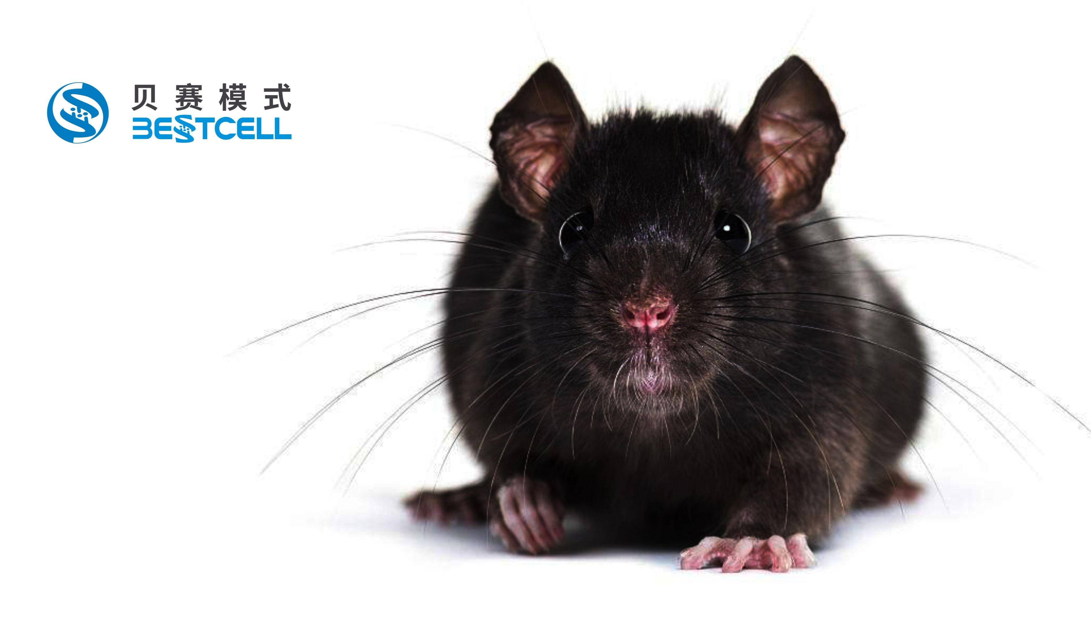 动物模型 | 小鼠骨关节炎模型