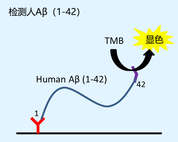 β-Amyloid ELISA试剂盒