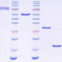 Human Olfactory receptor 6B1重组蛋白表达