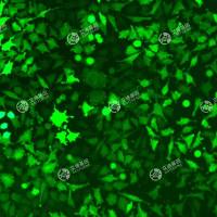 GFP-大鼠脊髓前角运动神经元瘤细胞(VSC4.1)