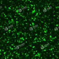 GFP-小鼠肝固有巨噬细胞(小鼠kupffer细胞)(Kupffer)