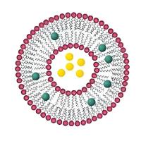负载姜黄素（CUR）的阳离子脂质体被甘草次酸（GA）修饰