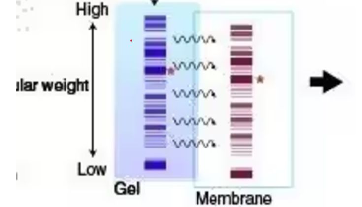 蛋白质免疫印迹（Western blot，WB）实验原理及操作步骤