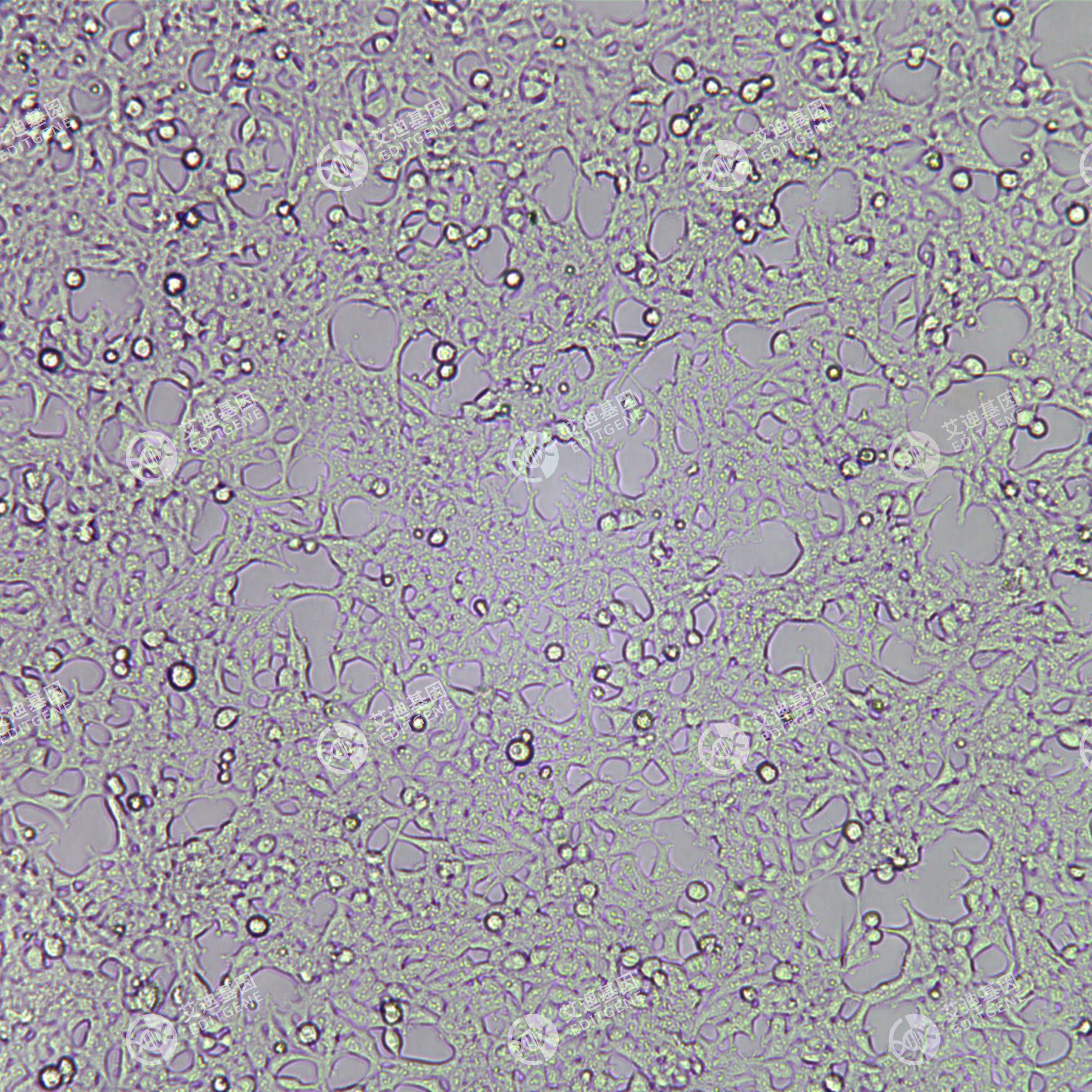 FLUC-人胚肾细胞(HEK293T)