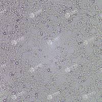 FLUC-人胚肾细胞(HEK293T)