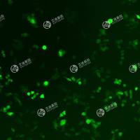 GFP-小鼠单核巨噬细胞白血病细胞（2倍体）(RAW 264.7)