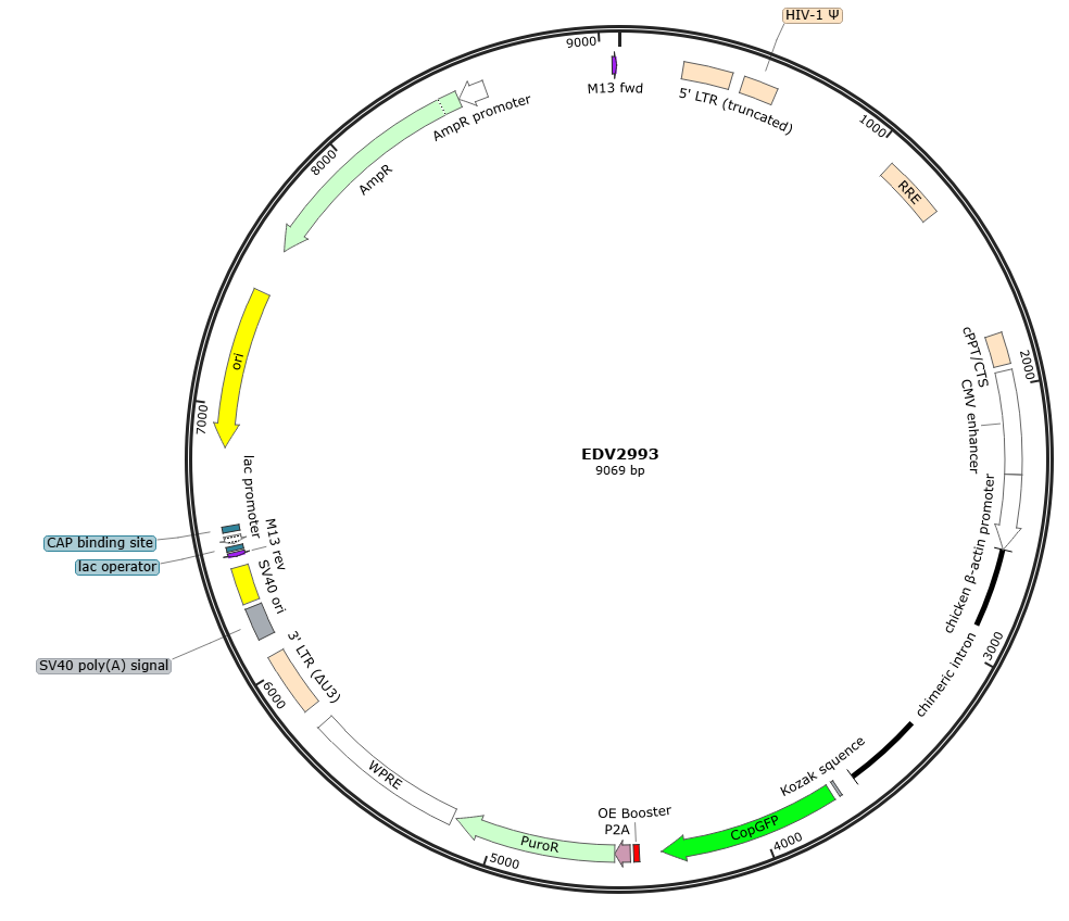 FLUC-人甲状腺状癌细胞(MDA-T41)