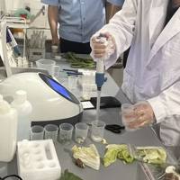 盐酸克伦特罗/莱克多巴胺/沙丁胺醇三联卡快速检测