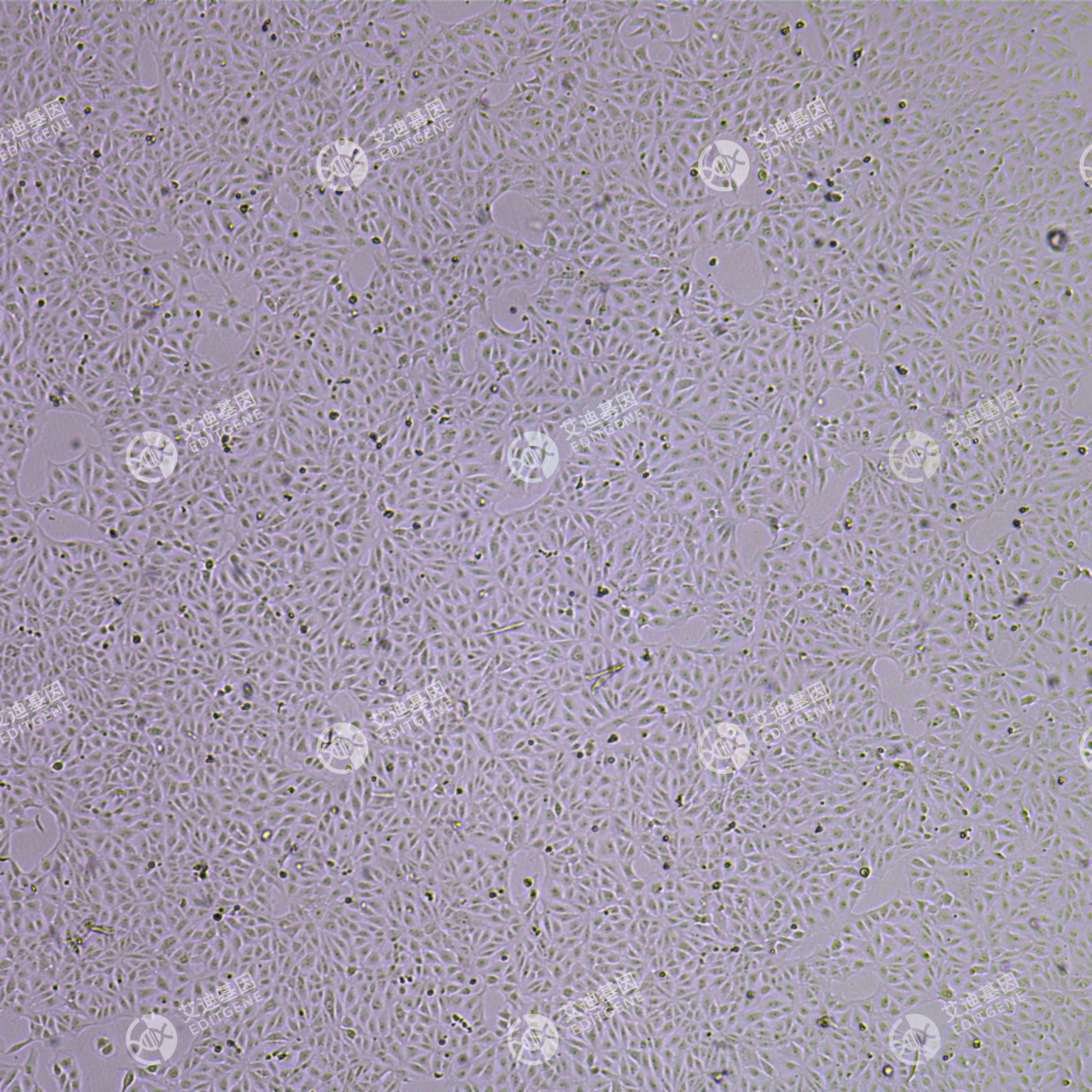 FLUC-猪肾细胞(LLC-PK1)