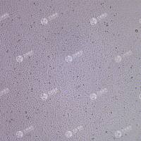 FLUC-猪肾细胞(LLC-PK1)