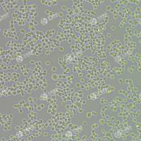 FLUC-小鼠肺泡巨噬细胞(MH-S)