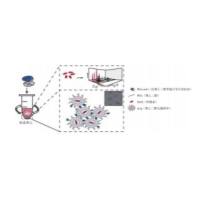 负载阿霉素(DOX)的PEG化脂质体被PEG-scFv修饰