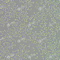 FLUC-小鼠肝固有巨噬细胞（小鼠kupffer细胞）(Kupffer)