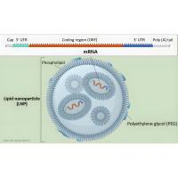 负载柚皮素 (Nrg) 的LNPs被叶酸（FA）修饰