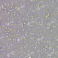 FLUC-人红白细胞白血病细胞(HEL)