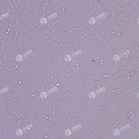 FLUC-小鼠成肌细胞(c2c12)