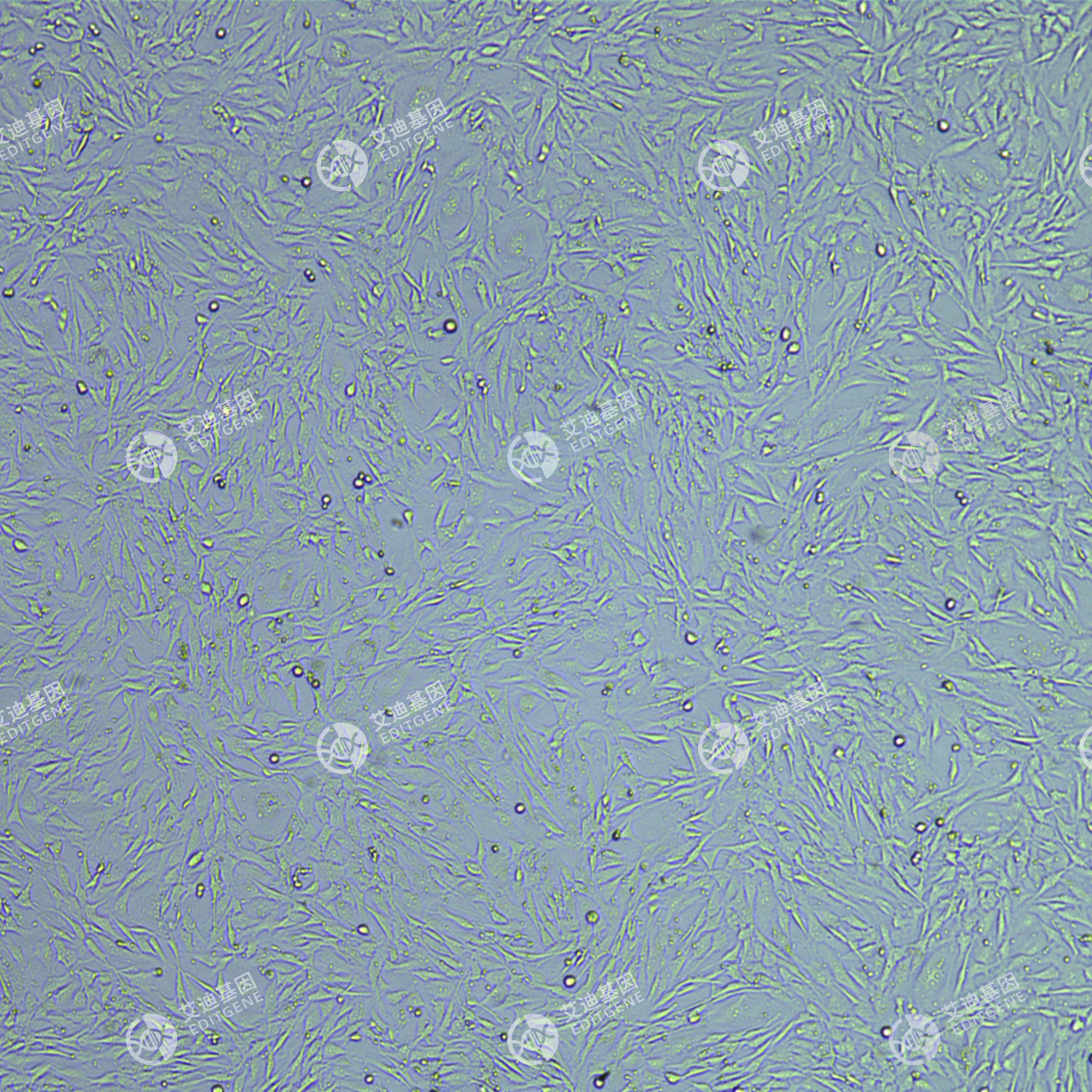 FLUC-正常小鼠睾丸Sertoli细胞(TM4)