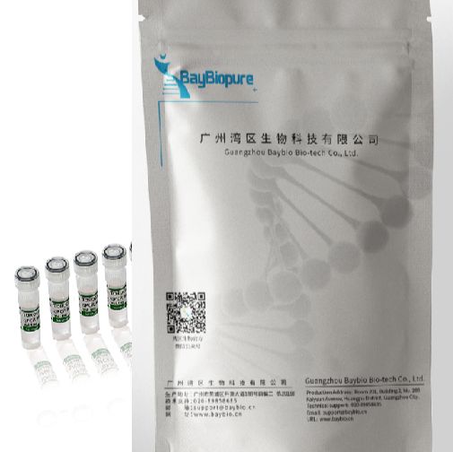 BayBioGreen qPCR Master Mix