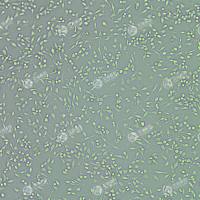 FLUC-小鼠口腔鳞状细胞癌细胞(MOC2)