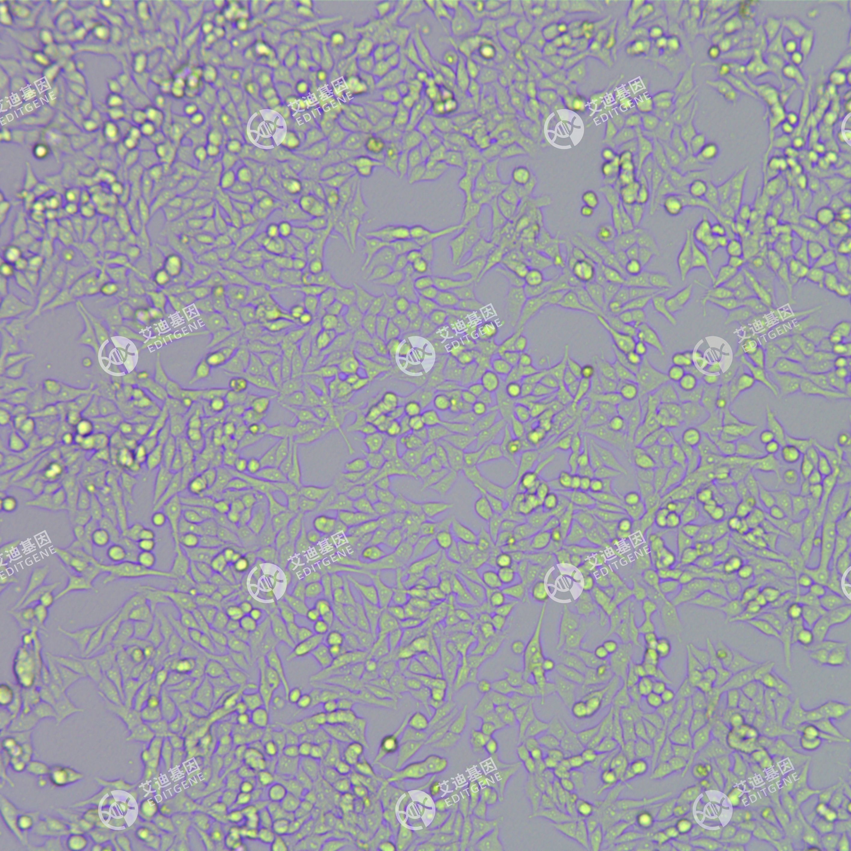 FLUC-人恶性黑色素瘤细胞(A375)