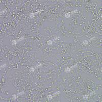 FLUC-人恶性黑色素瘤细胞(A375)