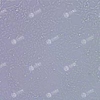 FLUC-牛肾细胞(MDBK)