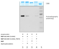 抗AHA2 p|ATP酶2磷酸化，质膜型火热促销中