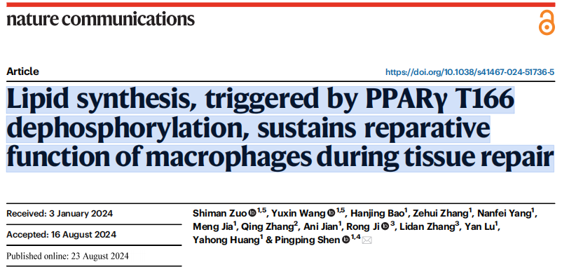 Nature子刊 | 南京大学沈萍萍团队发现维持巨噬细胞修复功能的调控新机制！