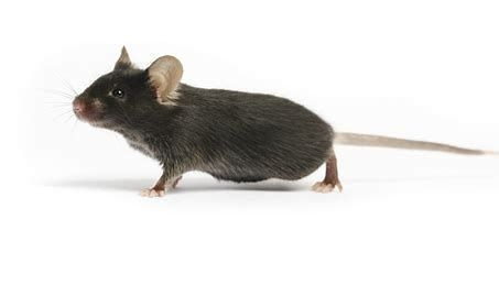 动物模型 | 小鼠酒精性脂肪肝模型