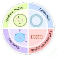 cRGD 肽修饰的外泌体-脂质体杂化颗粒
